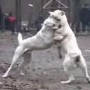 Deux chiens qui ne veulent plus se battre