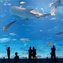 Kuroshio Sea, deuxième plus grand aquarium du monde