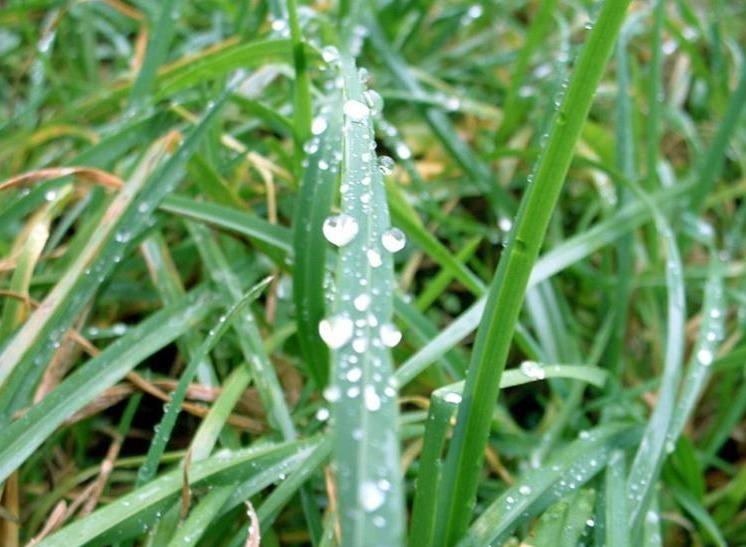 000021-herbe-et-gouttelettes-d-eau