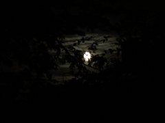 Lune dans le feuillage (3)