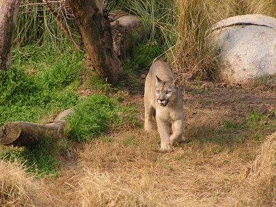 Voyager en Argentine: Temaiken, parc - thématique