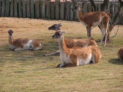 Voyager en Argentine: Temaiken, parc - thématique