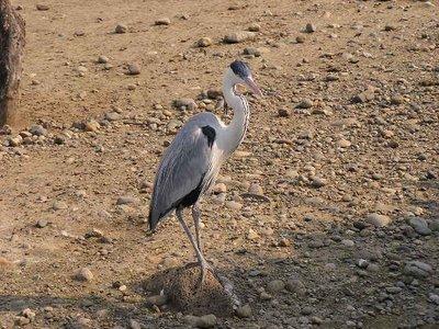 Voyager en Argentine: Temaiken, parc - thématique