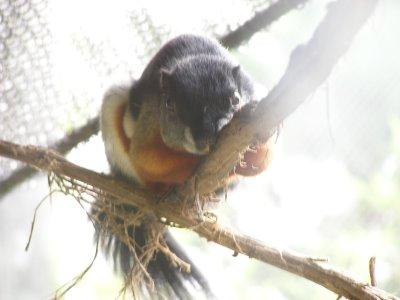 Voyager en Argentine: Temaiken, parc - thématique