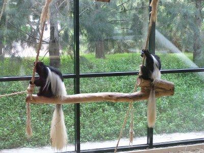 Voyager en Argentine: Temaiken, parc - thématique