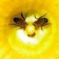 L’abeille meurt…et cruiser