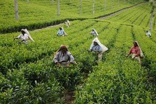 Durabili-thé Challenge : Et si on partait en Inde vous et moi… juste pour vérifier comment le thé arrive dans notre tasse !