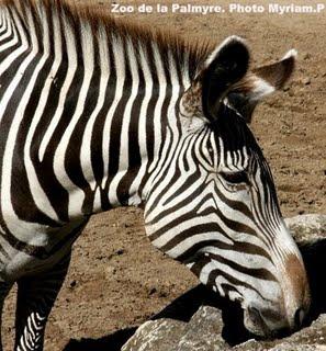 Maquillage des yeux : Black&White; n°1