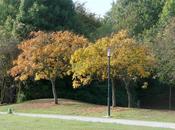 Automne Parc Gayeulles Rennes