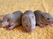Rats: Peste 4ème génération