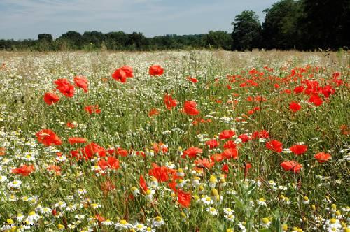 Randonnée sur la voie de « lEAU-dace »