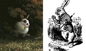 203 white rabbit