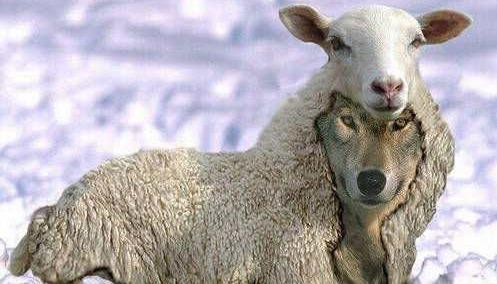 mouton-loup