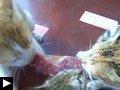 Videos: 3 chats pour un steak + le chat qui prie devant le frigo