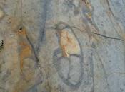 Sous rochers, l'histoire