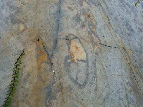 fossile dans le marbre