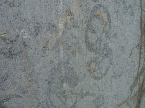 fossile dans le marbre