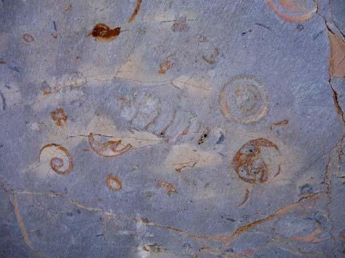 fossile dans le marbre