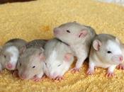 Rats: Peste 4ème génération