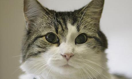 Mon chat est un obsédé