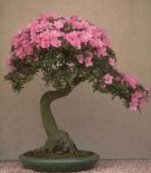 Rhododendron 'Shinsei' bonsaï