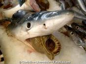 grands fonds marins stop vente espèces poissons danger