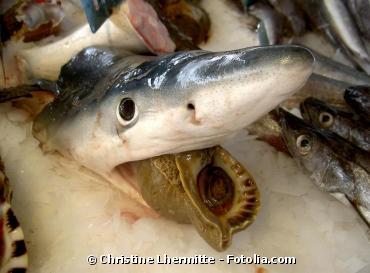 SOS grands fonds marins : stop à la vente des espèces de poissons en danger