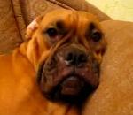 vidéo humour chien sommeil profond grimace boxer 