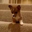 Chiot qui a peur de descendre les escaliers