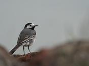 L’oiseau fait courir bergers (Rabah Belamri)