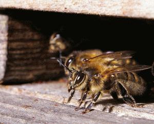 abeilles-gardiennes