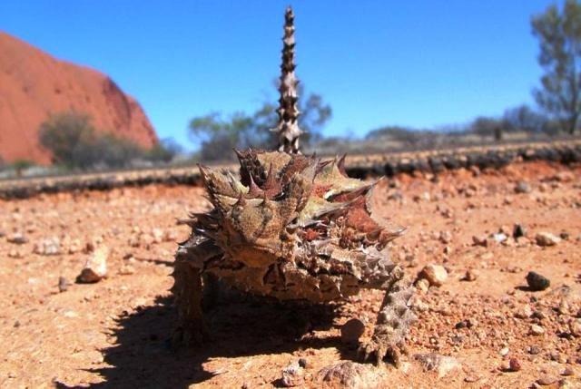 L'Australie, terre lointaine !