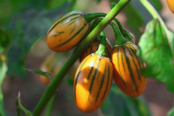 Eggplant striped toga beringela aubergine