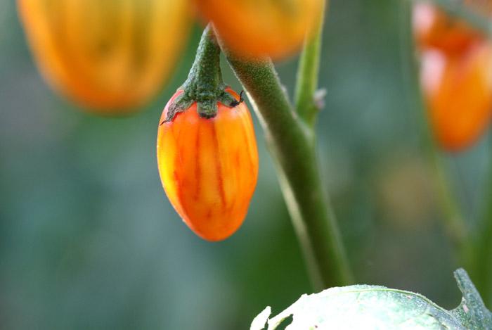 Eggplant striped toga aubergine