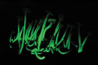 Glowing Mushrooms - Champignons Phosphorescents