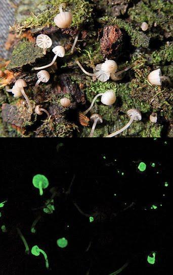 Glowing Mushrooms - Champignons Phosphorescents