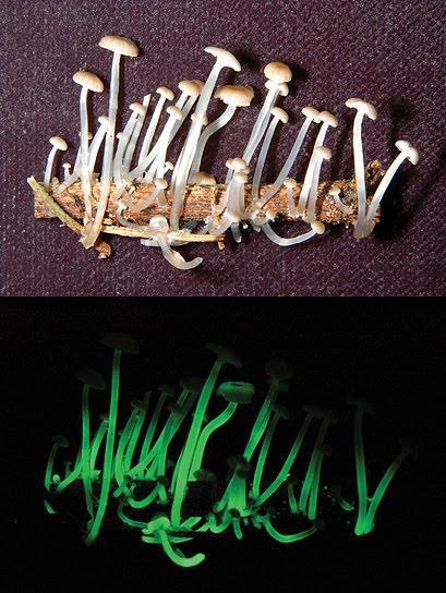 Glowing Mushrooms - Champignons Phosphorescents