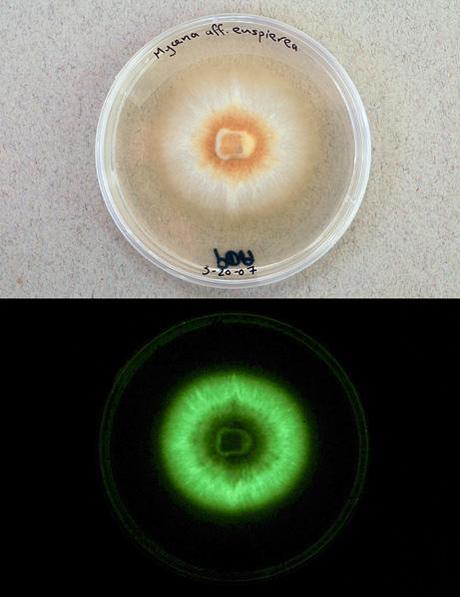 Glowing Mushrooms - Champignons Phosphorescents