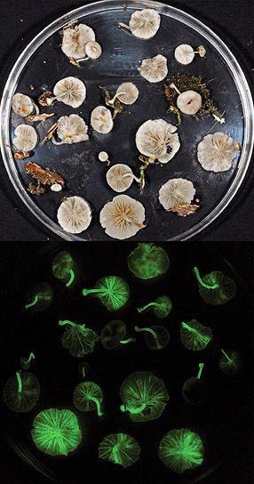 Glowing Mushrooms - Champignons Phosphorescents