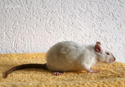 Rate siamoise silk point rex standard 