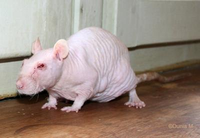 Rate siamoise nue standard