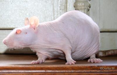 Rate siamoise nue standard