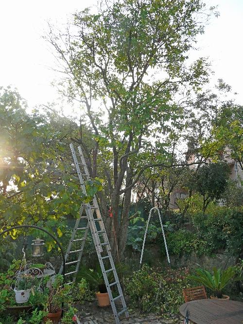 Journal du 9 octobre 2009 : automne ou printemps?...