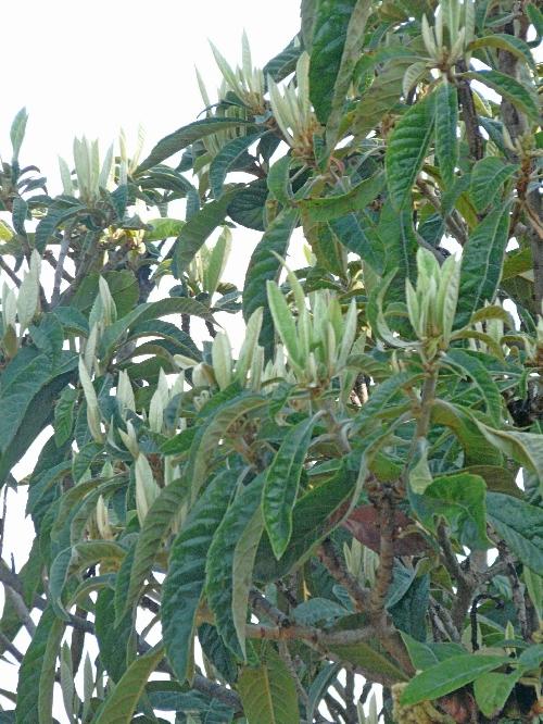 Journal du 9 octobre 2009 : automne ou printemps?...