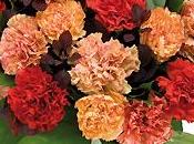 Bouquet Interflora BRASERO