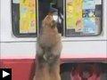 Videos d'animaux: le chien qui veut une glace + le chien qui tourne
