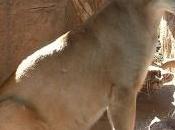 Différencier félins