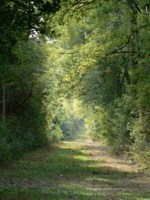 Promenade en forêt - Fleury-devant-Douaumont Promenade en forêt - Fleury-devant-Douaumont