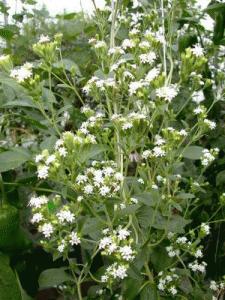 stevia-rebaudiana-en-fleurs
