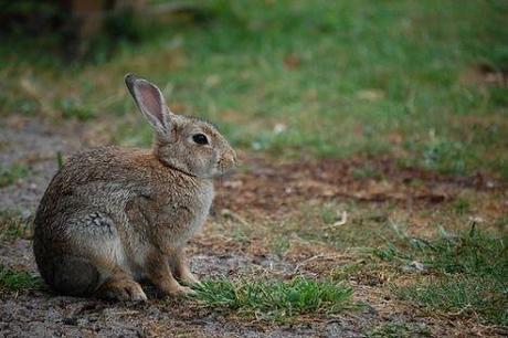 Alerte à la crotte de lapin radioactive !